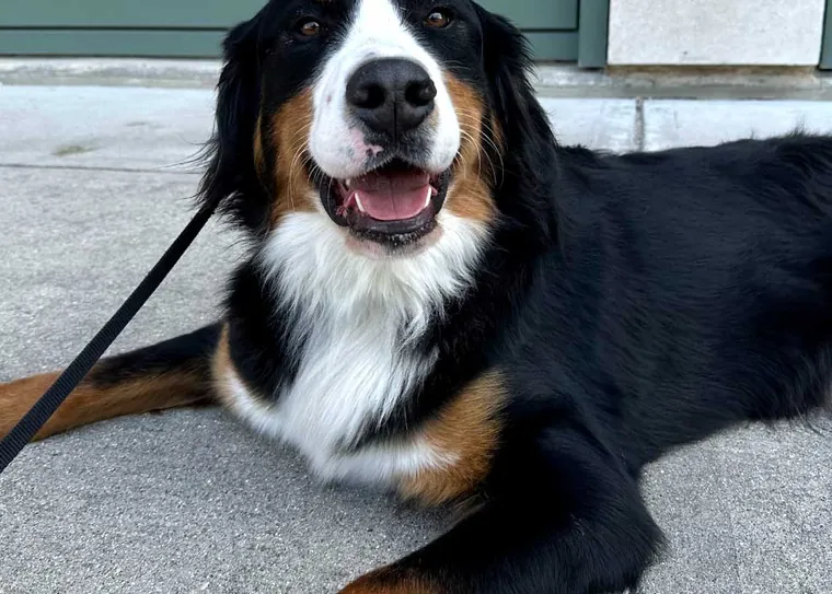 A relaxed Bernese mountain dog lying calmly on a leash after training