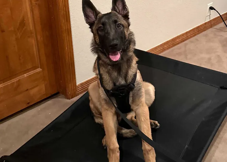 A young German shepherd puppy sitting calmly on a place cot